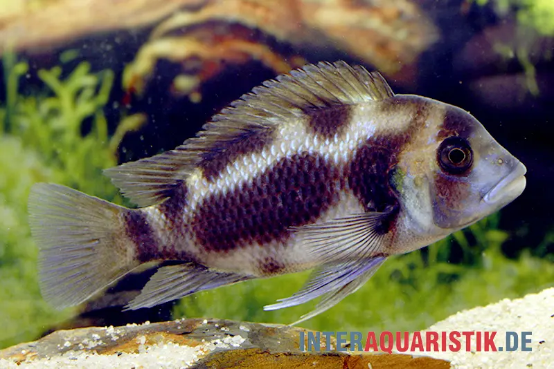 Beulenkopf du Tanganyika « Black Widow », Cyphotilapia frontosa « Black Widow »