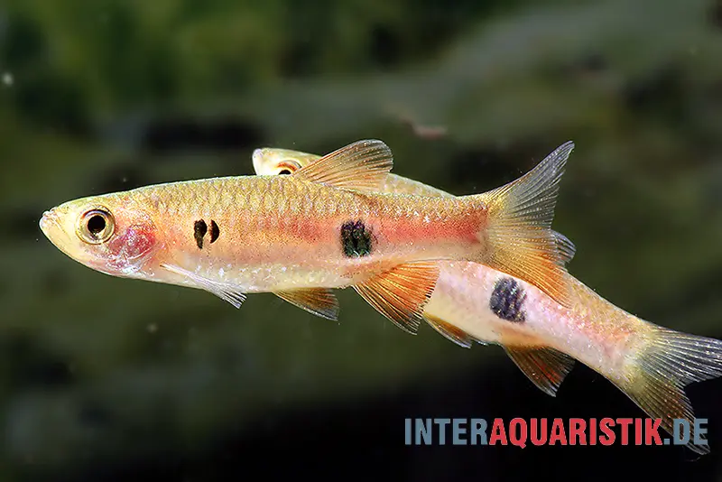Rasbora à belles nageoires, Rasbora kalochroma
