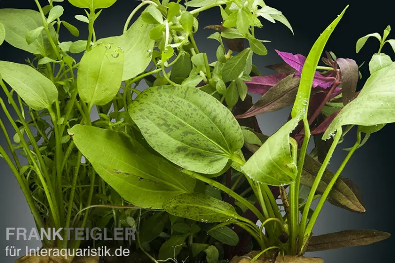 Set de plantes d’aquarium Kinabalu, 5 pots, set de plantes d’aquarium