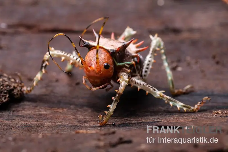 Grillon à épines africain, Cosmoderus femoralis