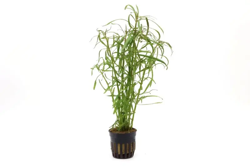 Rotala étoilée, Eusteralis stellata/Pogostemon stellata, en pot