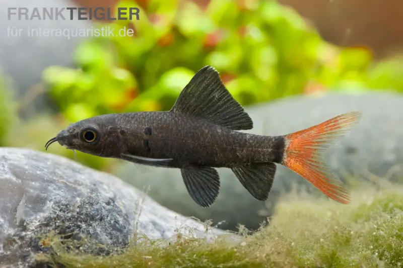 Labéo bicolore, Epalzeorhynchos bicolor (Labeo)