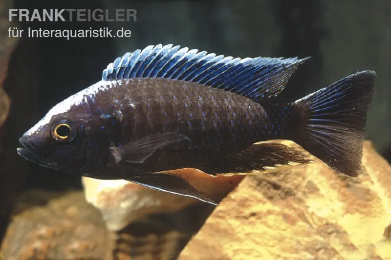 Aulonocara orchidée bleue, Aulonocara kandeensis, 6-8 cm