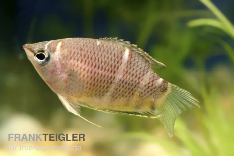 Gourami chocolat, Sphaerichthys osphromenoides