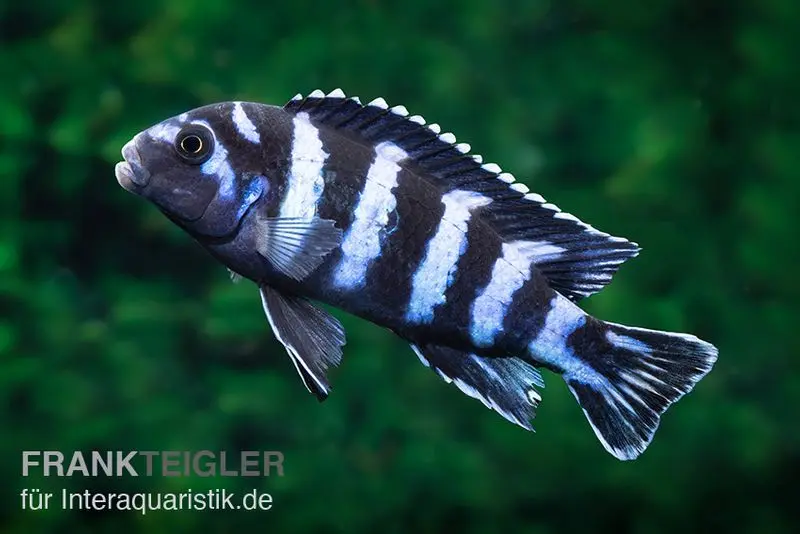 Incubateur buccal de Demasoni, Pseudotropheus demasoni, DNZ (élevage allemand)