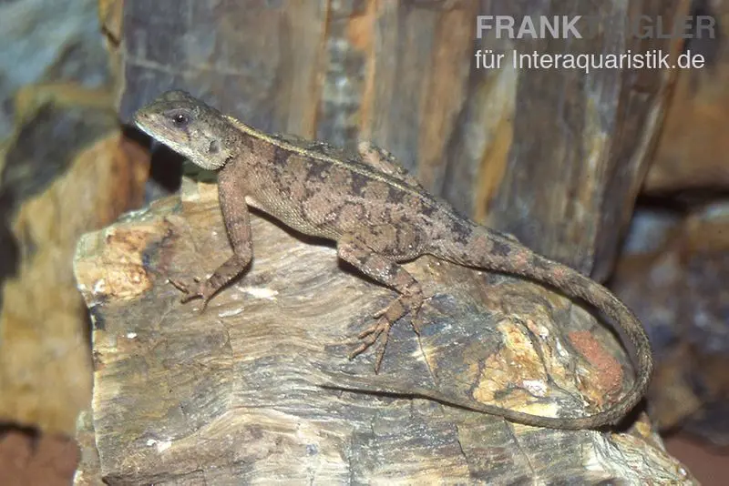 Agame naine, Agama persimilis
