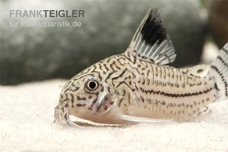 Corydoras à trois bandes, Corydoras trilineatus