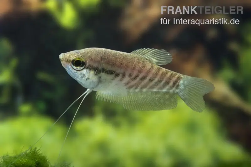 Gourami peau de serpent, Trichogaster pectoralis