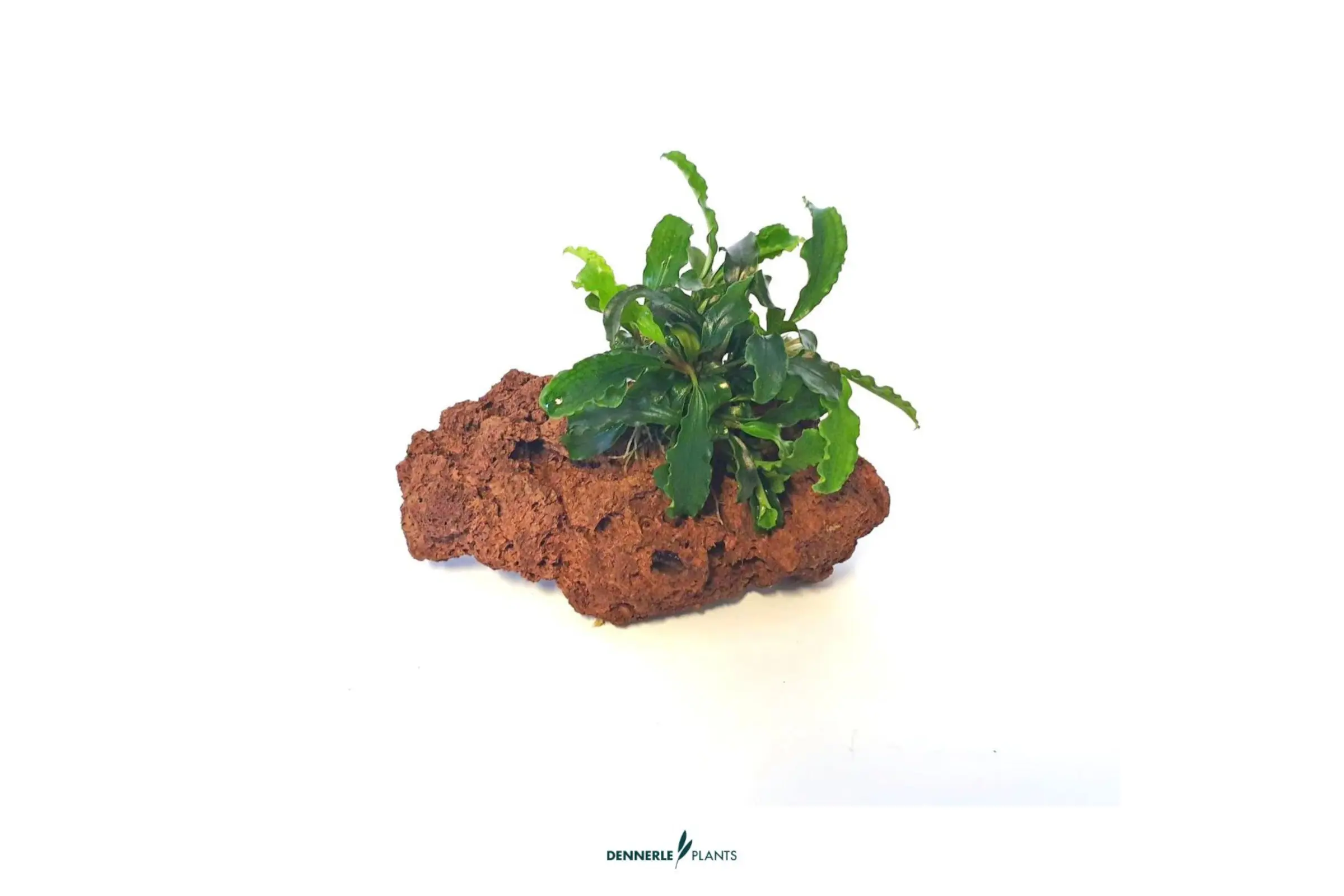 Bucephalandra sur pierre, Bucephalandra spec., sur pierre, env. 10x7x7 cm
