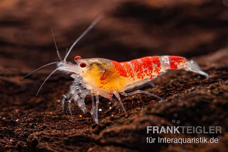 Crevette Yellow Calceo, Caridina sp.