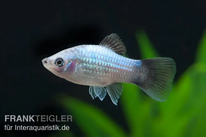 Platy Wagtail bleu, Xiphophorus maculatus
