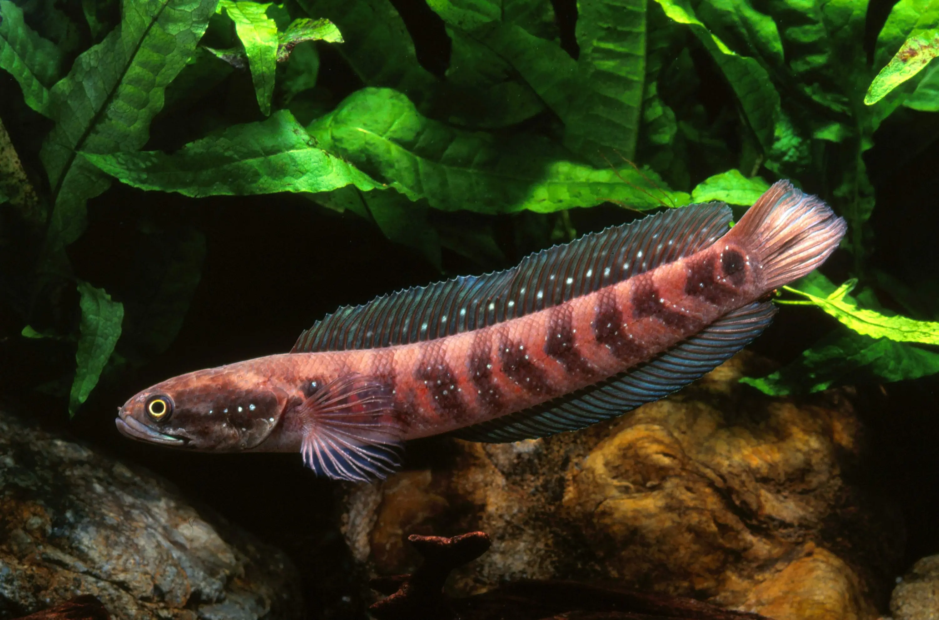 Tête-de-serpent asiatique, Channa asiatica