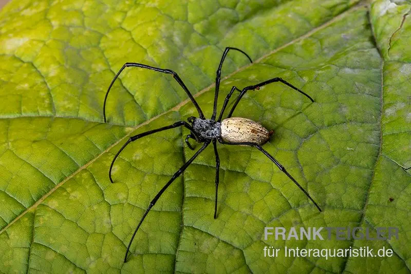Araignée de soie noire, Nephila kuhlii