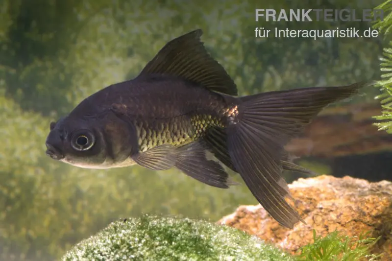 Queue-de-voile noire, Carassius auratus (eau froide), 8-10 cm