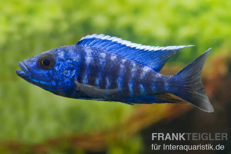 Aulonocara nyassae « Blue », env. 4-5 cm