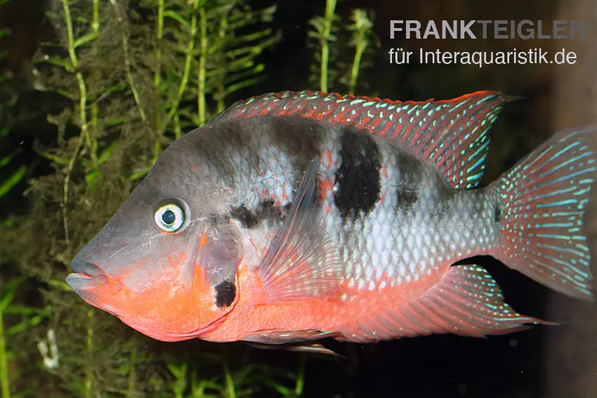 Cichlidé feu-de-gorge, Thorichthys meeki