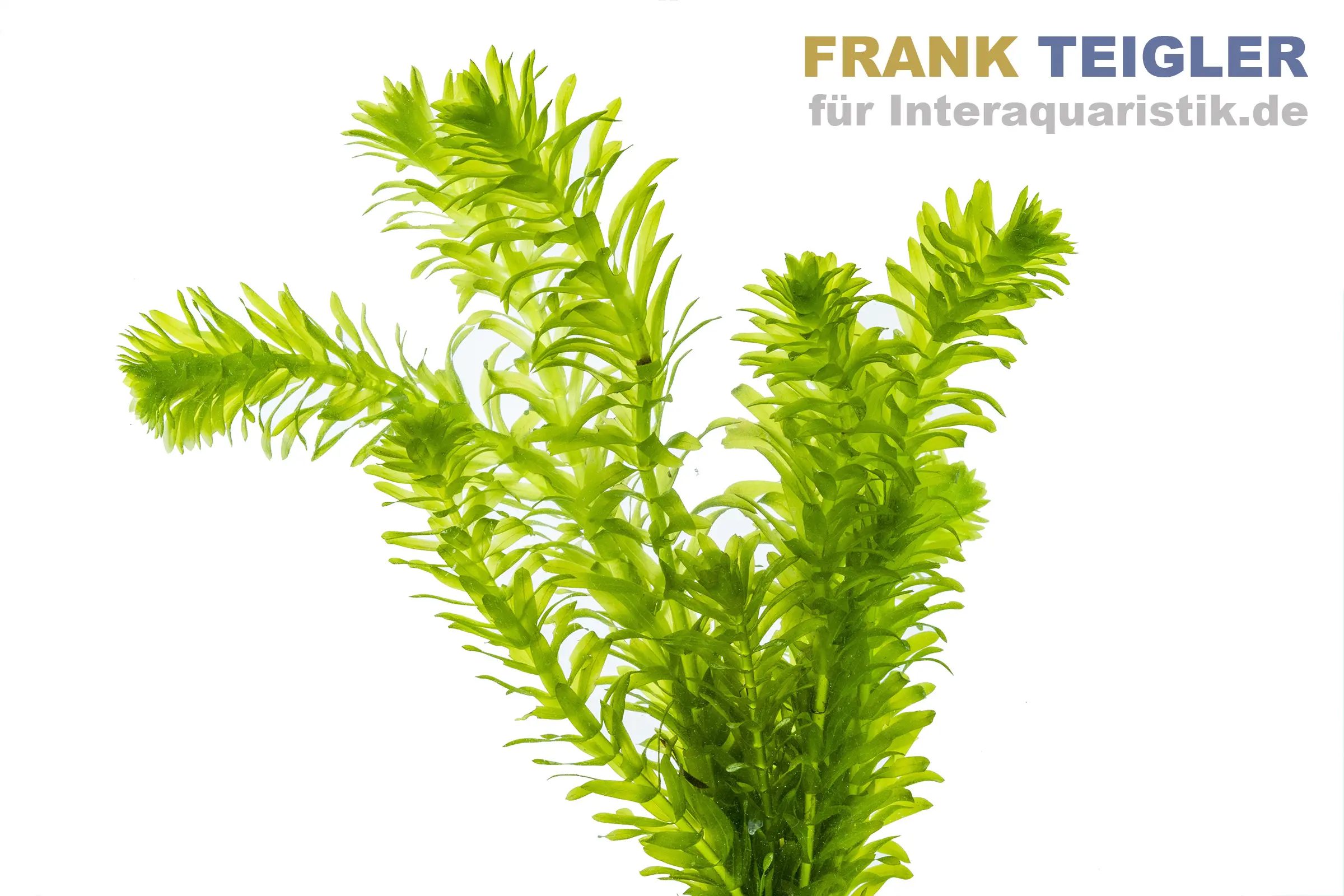 Élodée à feuilles denses, Egeria densa, botte