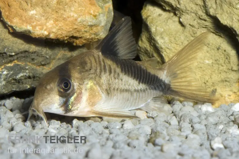 Corydoras à bandeau, Corydoras melini, 2-3 cm