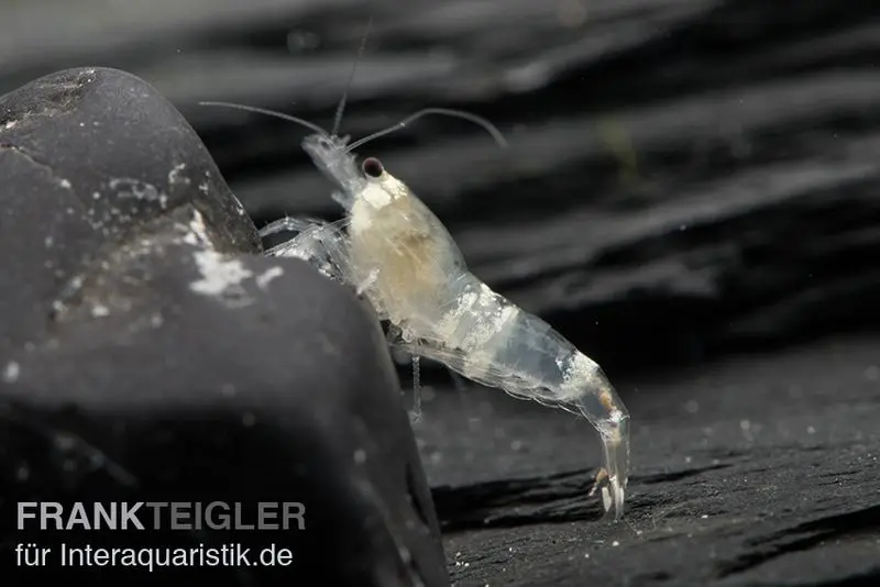 Crevette Crystal White, Caridina spec. Crystal White / Ghost Bee