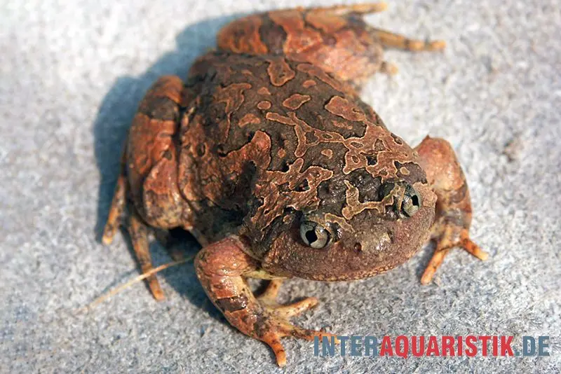 Grenouille-taureau rouge de Malaisie, Calluella guttulata