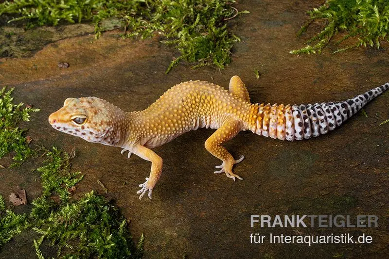 Gecko léopard, Eublepharis macularius, NORMAL