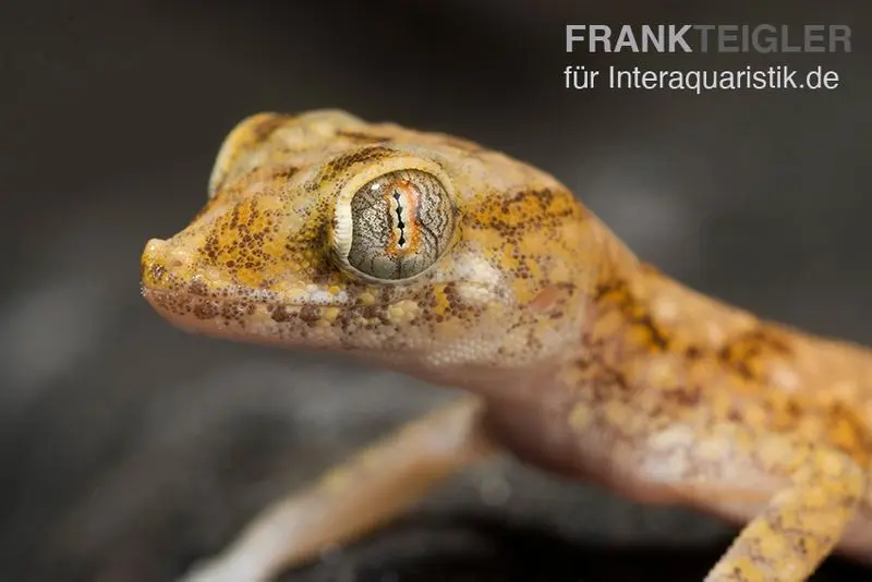 Gecko à doigts fins de Lichtenstein, Stenodactylus sthenodactylus