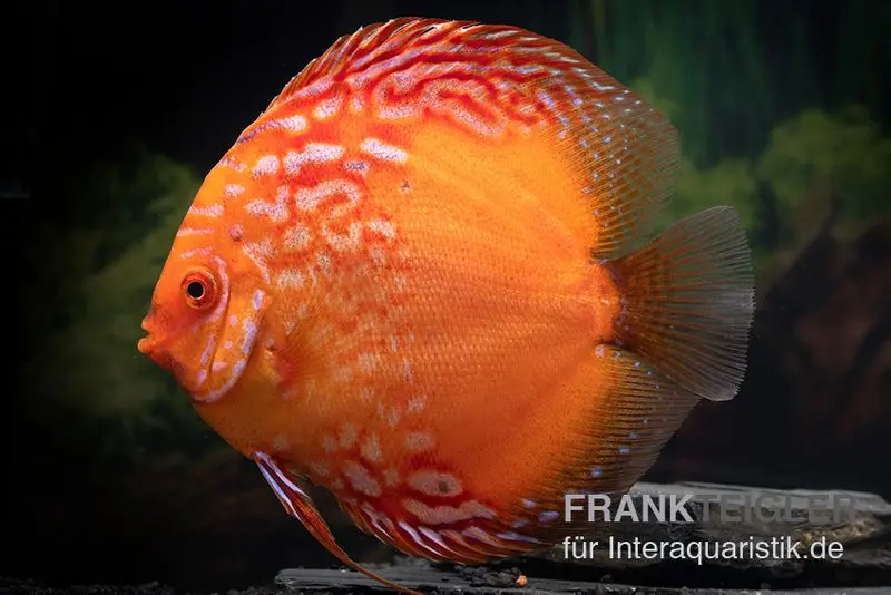Discus élevage asiatique, Symphysodon discus Pigeon Blood