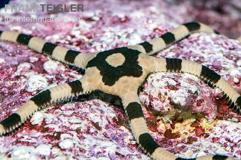 Ophiure serpent à bandes, Ophiolepis superba