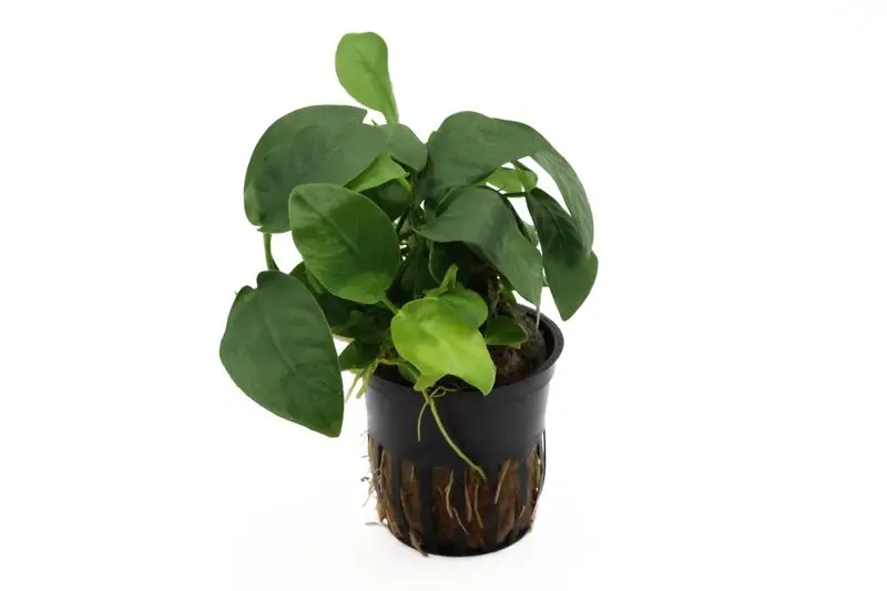 Anubias nain, Anubias nana, en pot