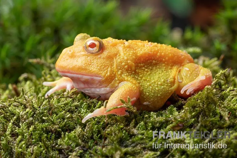 Super grenouille Pacman Pikachu, Ceratophrys cranwelli Super Pikachu