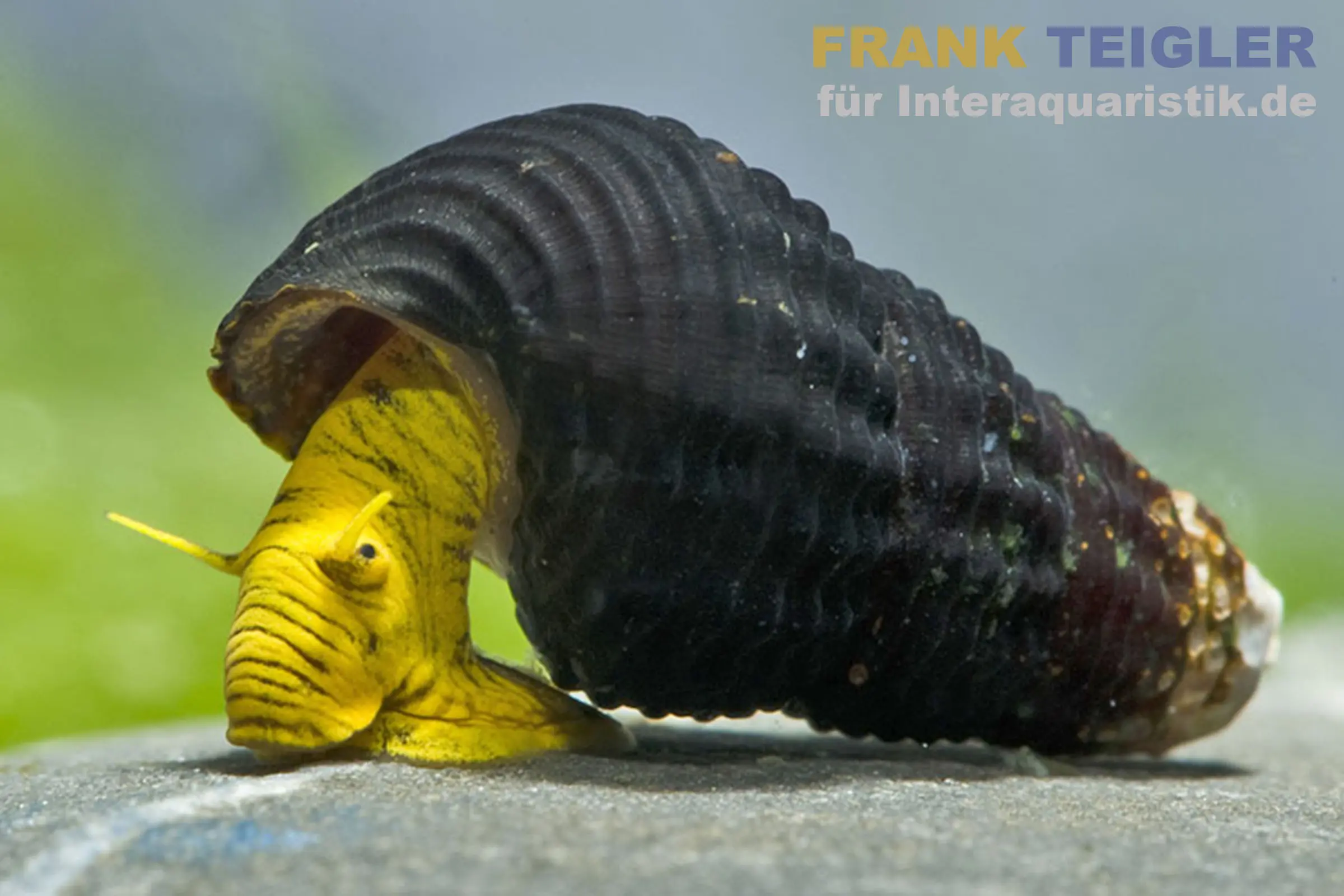 Escargot perlé nain jaune, Tylomelania sp. Mini Yellow