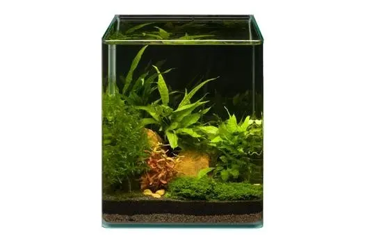 Assortiment de plantes Microsorum Cube pour nano-aquarium de 20 l, set de plantes d’aquarium