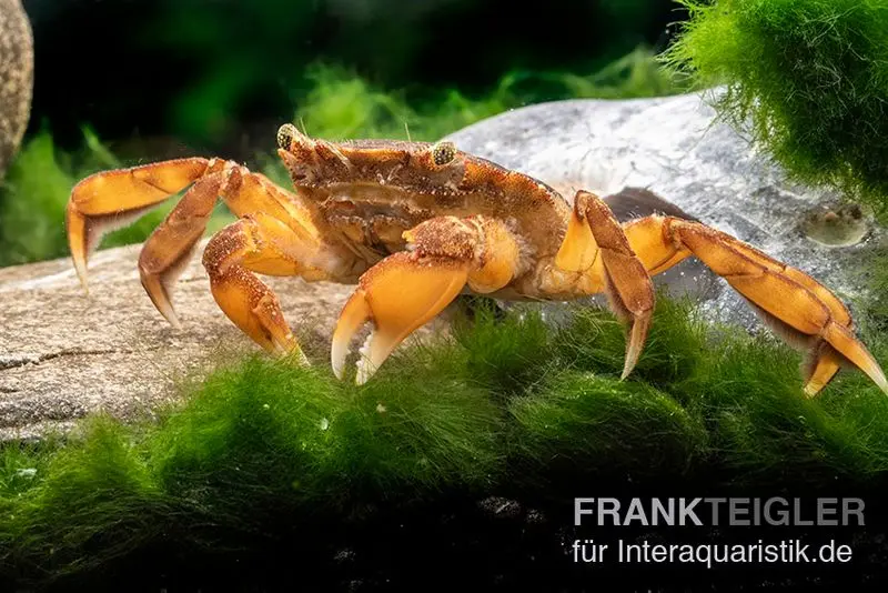 Crabe nageur, Varuna yui, sélection aléatoire