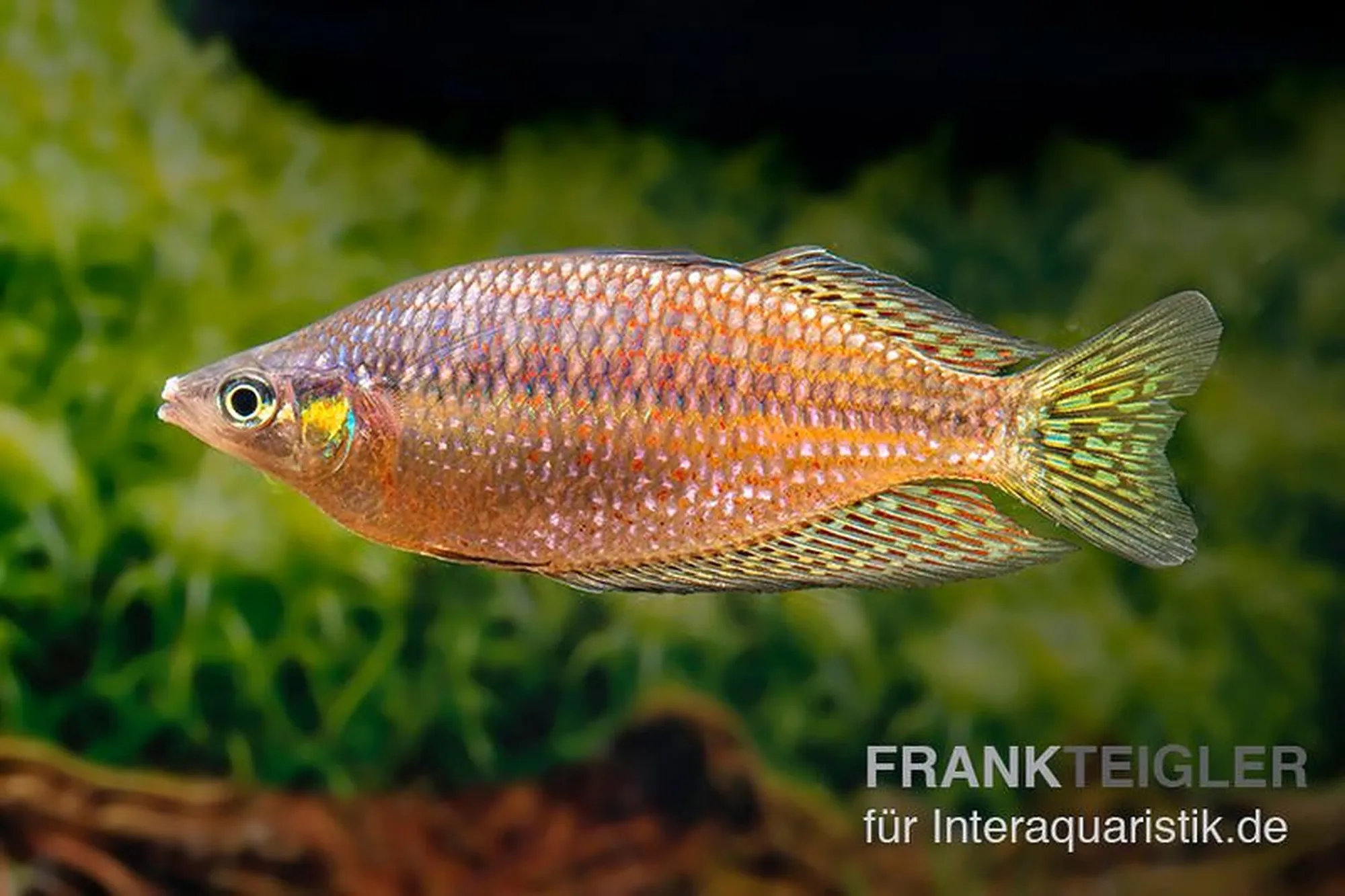 Poisson arc-en-ciel Rawa Biru, Melanotaenia splendida rubrostriata « Rawa Biru », 7-8 cm