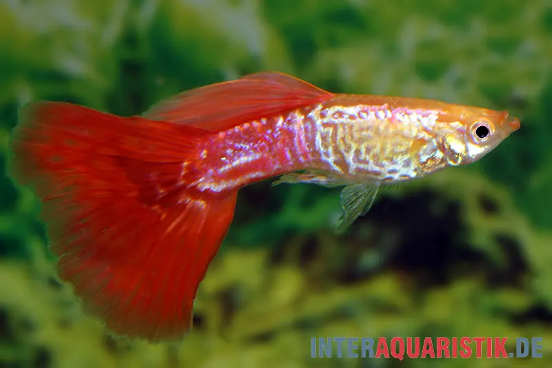 Guppy Cobra blond, Poecilia reticulata, par couple
