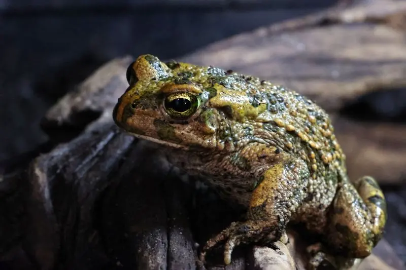 Crapaud vert nord-africain, Bufotes boulengeri