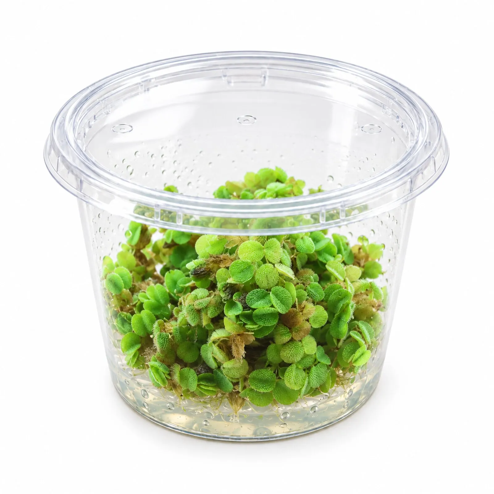 Fougère d’eau naine, Salvinia minima, In Vitro