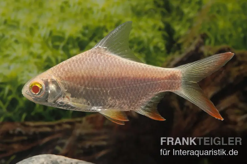 Barbus étain albinos, Barbonymus schwanenfeldii (Barbus), 4-6 cm