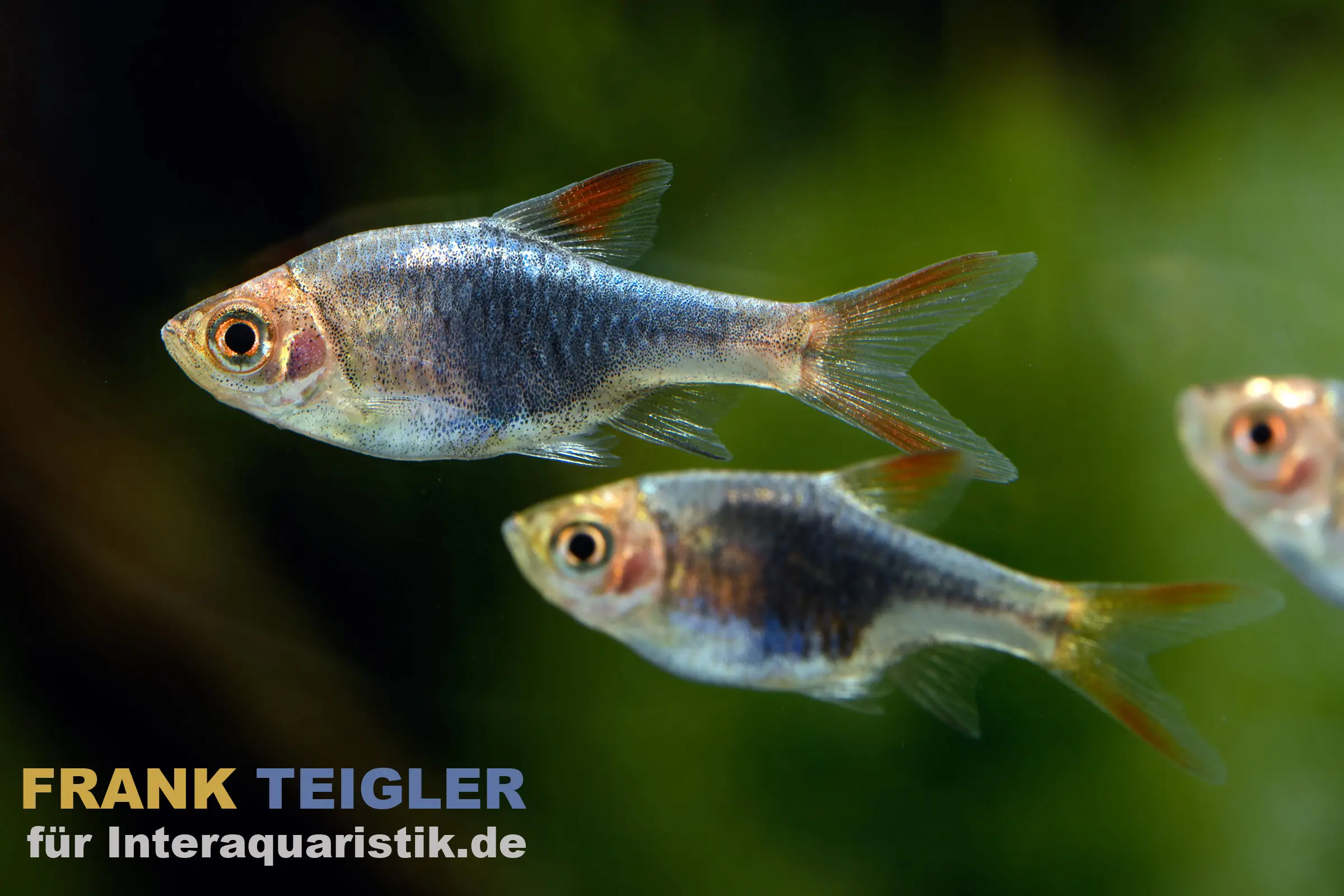 Rasbora arlequin noir, Rasbora heteromorpha BLACK