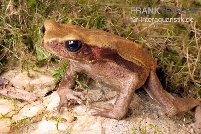 Crapaud goutte, Bufo guttatus