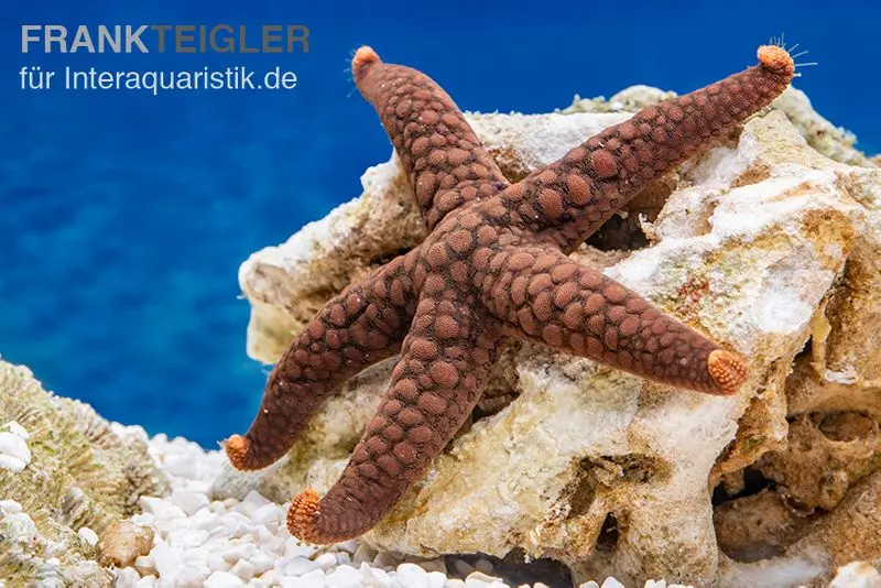 Étoile de mer variable, Nardoa variolata