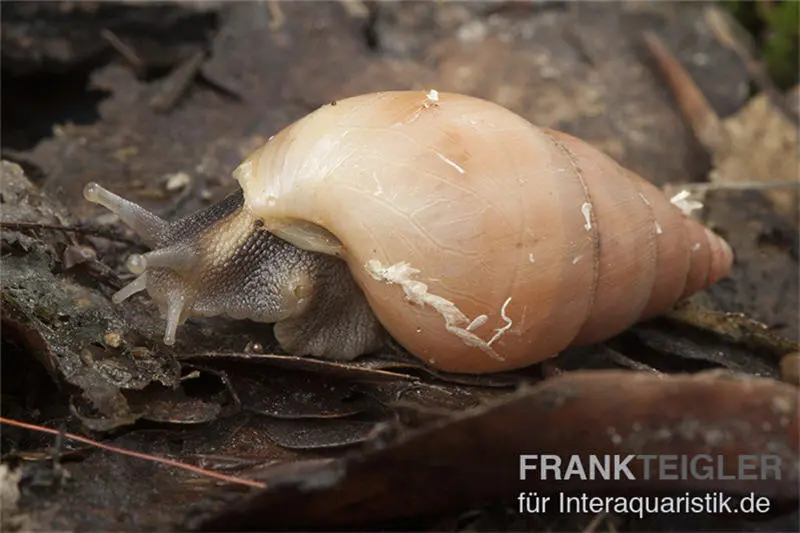 Escargot terrestre blanc, Limicolaria flammea unicolor WHITE