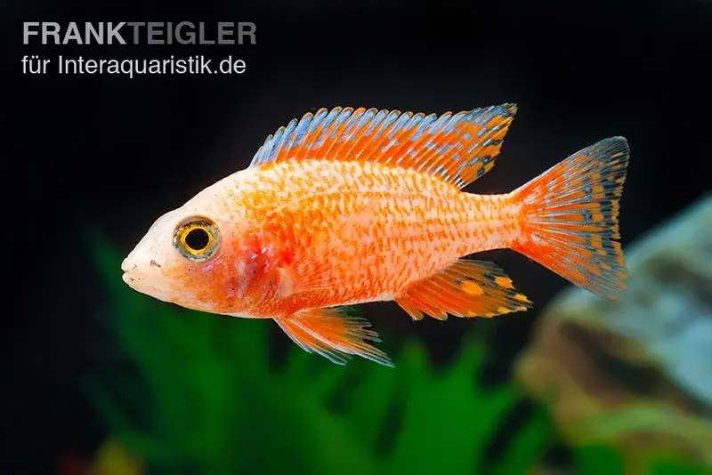 Aulonocara fraise, Aulonocara spec. Strawberry super red, 5-6 cm