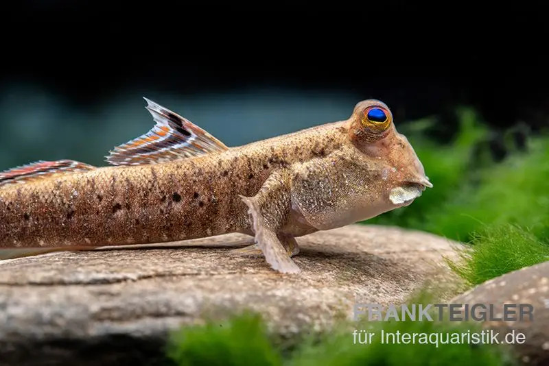 Gobie sauteur de vase à lignes argentées, Periophthalmus argentilineatus
