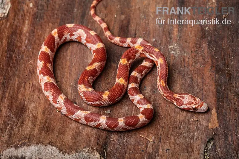Serpent des blés, Pantherophis guttatus ULTRAMEL