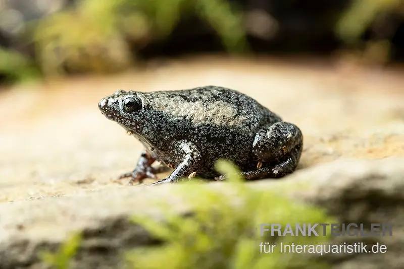 Crapaud à bouche étroite de l’Est, Gastrophryne carolinensis