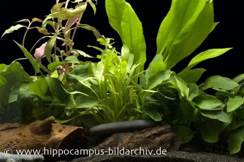 Kit de démarrage de plantes d’aquarium pour aquarium de 100-120 cm, set de plantes d’aquarium
