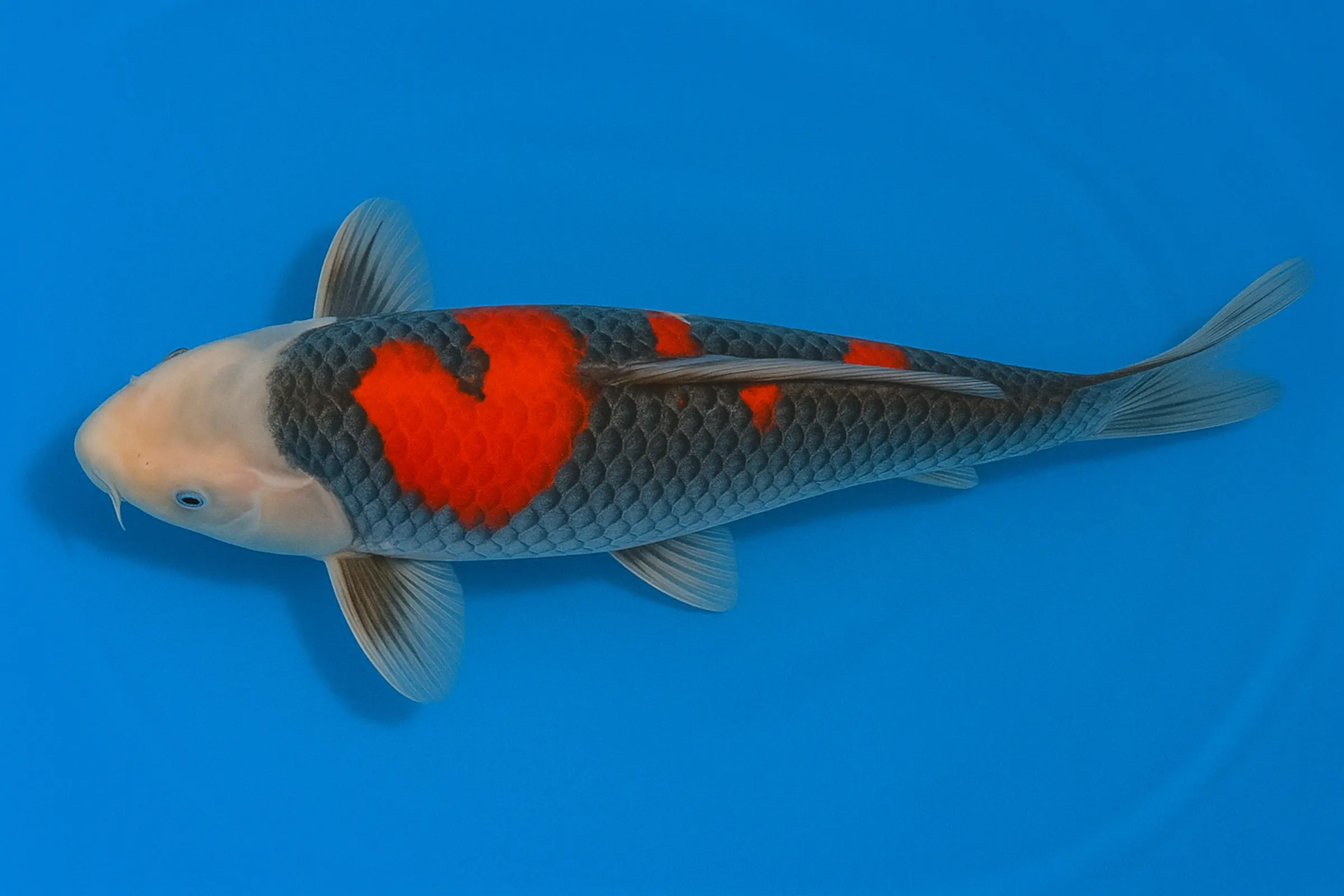 Koi japonais Yagenji Tosai Goshiki, Cyprinus carpio, 13-16 cm