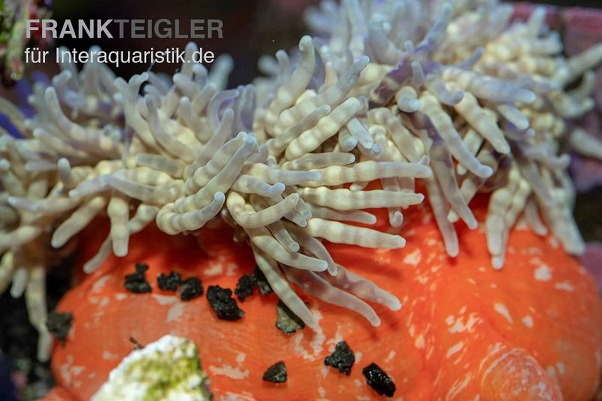 Glasperlen-Anemone, Heteractis aurora, Größe S–M