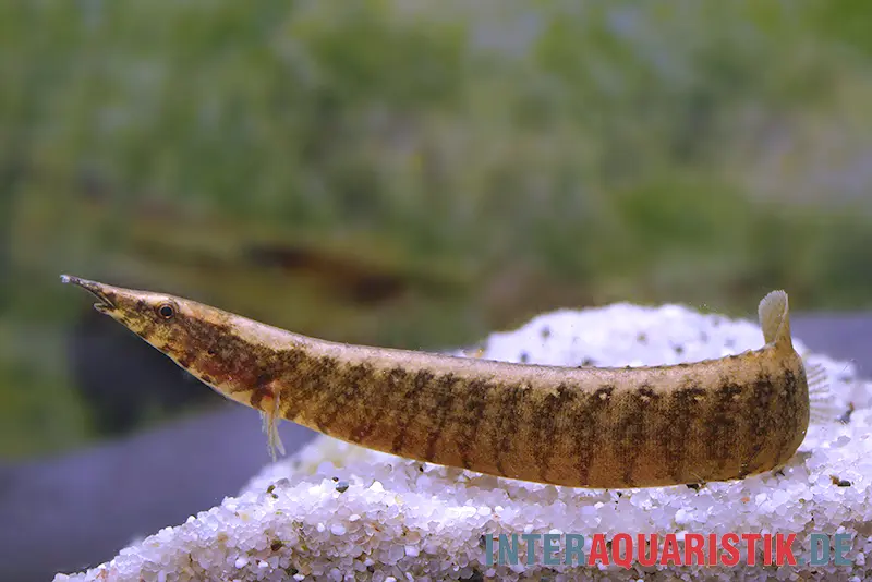 Anguille épineuse tachetée, Macrognathus maculatus